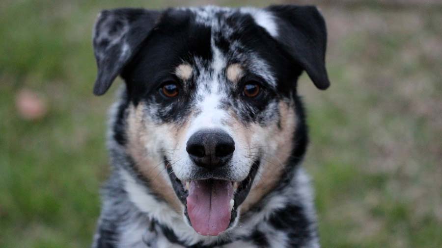 Texas Heeler cachorro