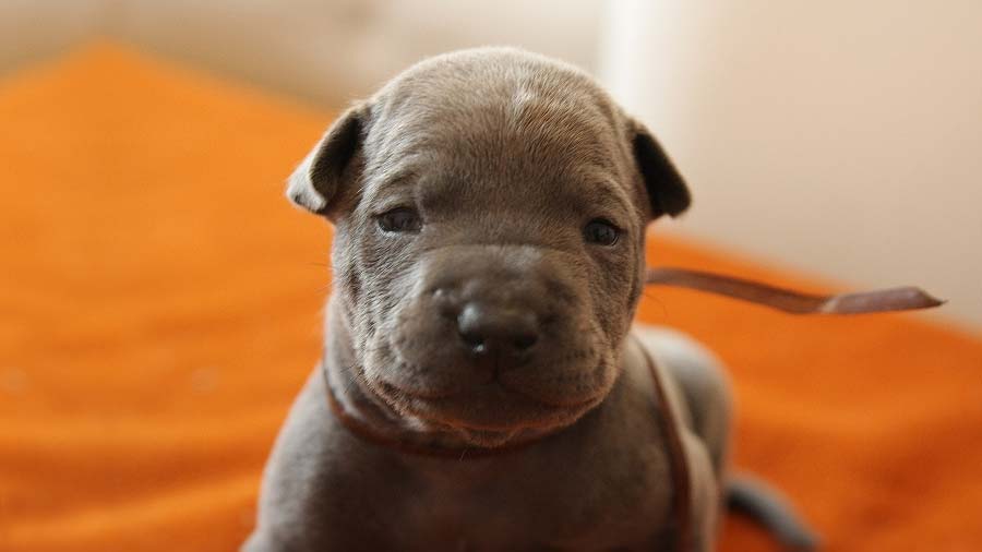 perro bebe Ridgeback Tailandés