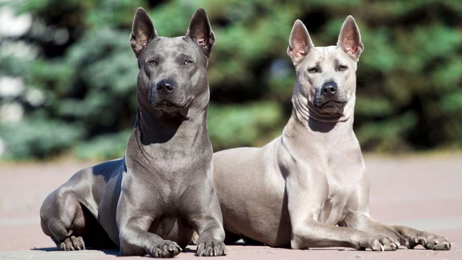 Ridgeback Tailandés cachorro