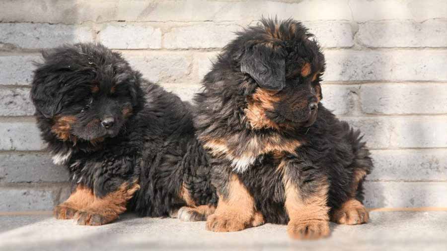 perro bebe Mastín Tibetano