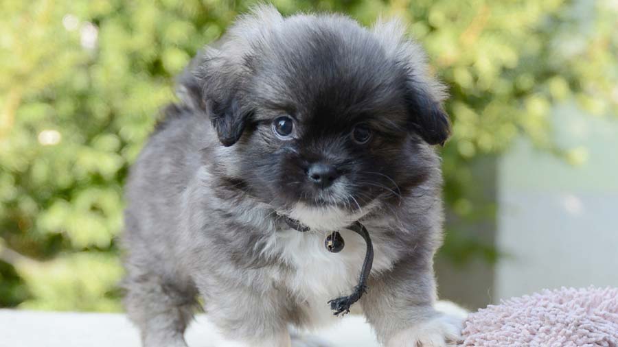 perro bebe Spaniel Tibetano