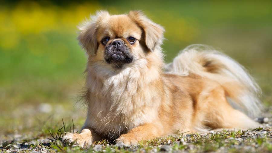 Spaniel Tibetano cachorro