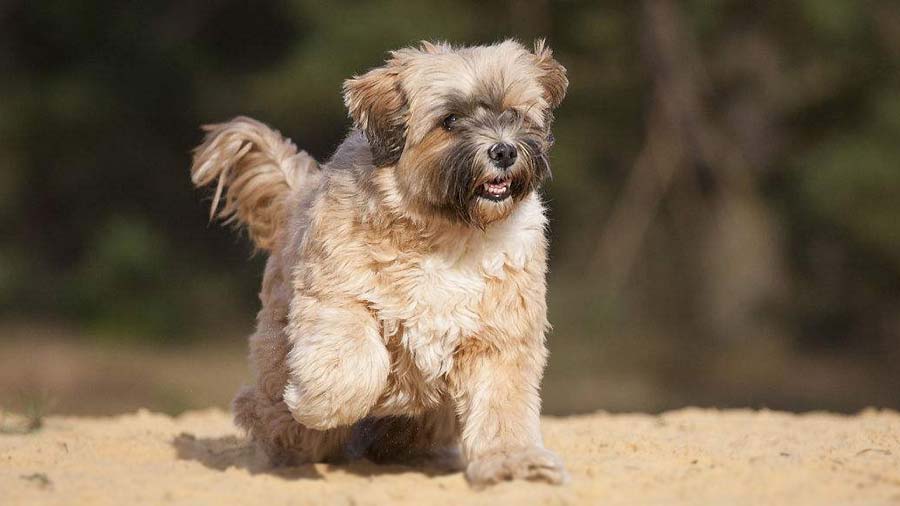 perro bebe Terrier Tibetano