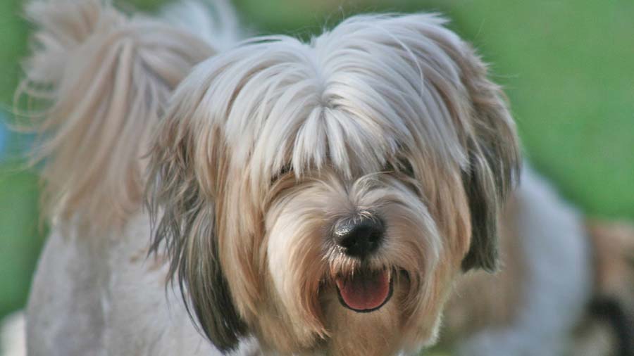 Terrier Tibetano cachorro