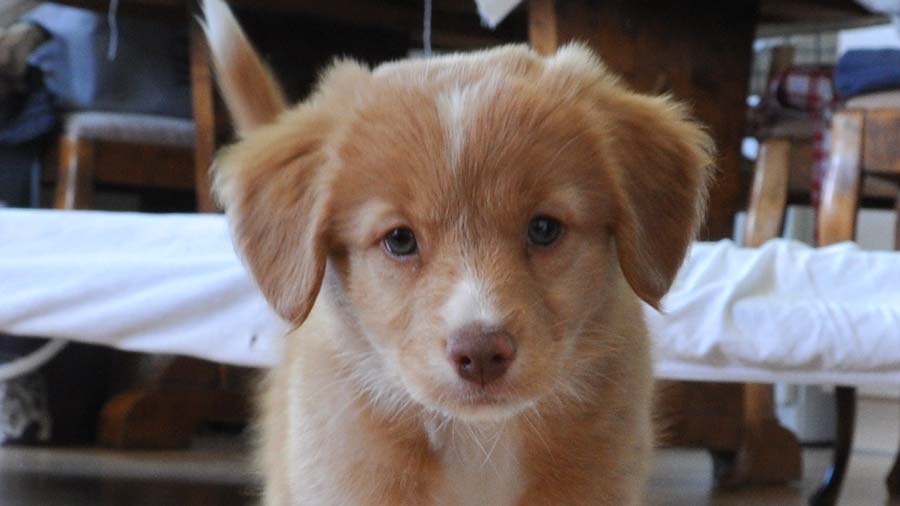 perro bebe Retriever de Nueva Escocia