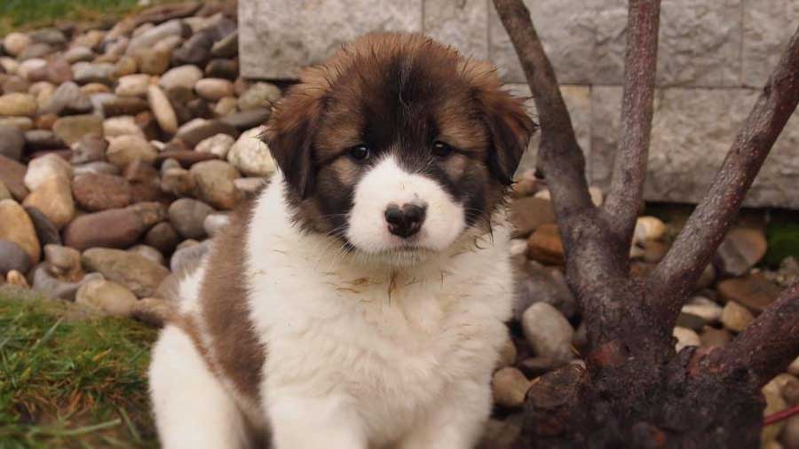 perro bebe Tornjak