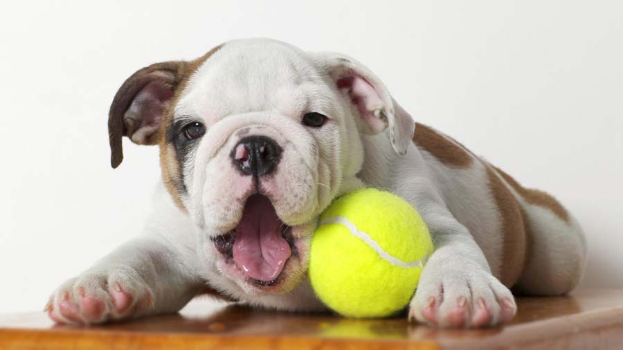 Bulldog Miniatura cachorro