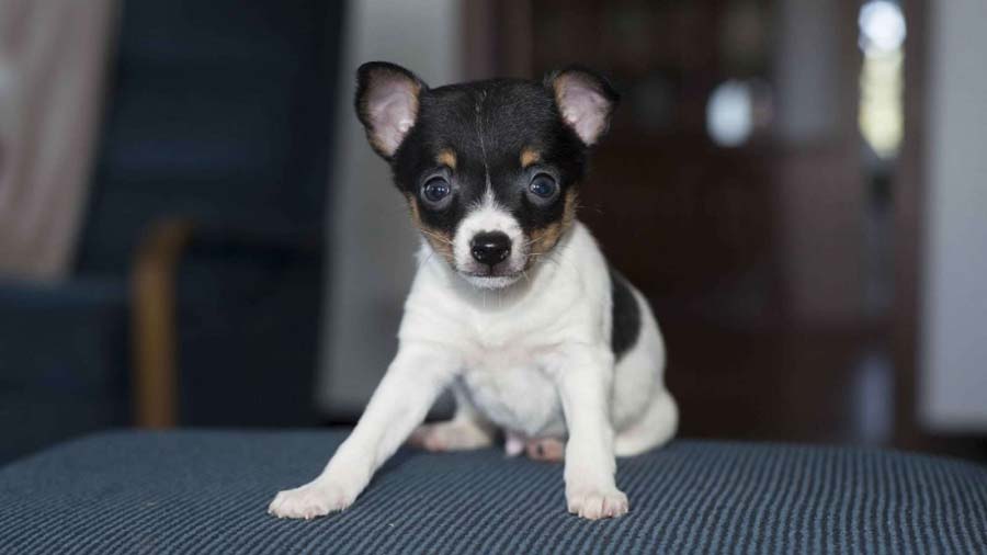 perro bebe Toy Fox Terrier