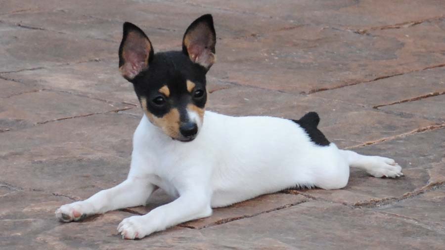 Toy Fox Terrier cachorro