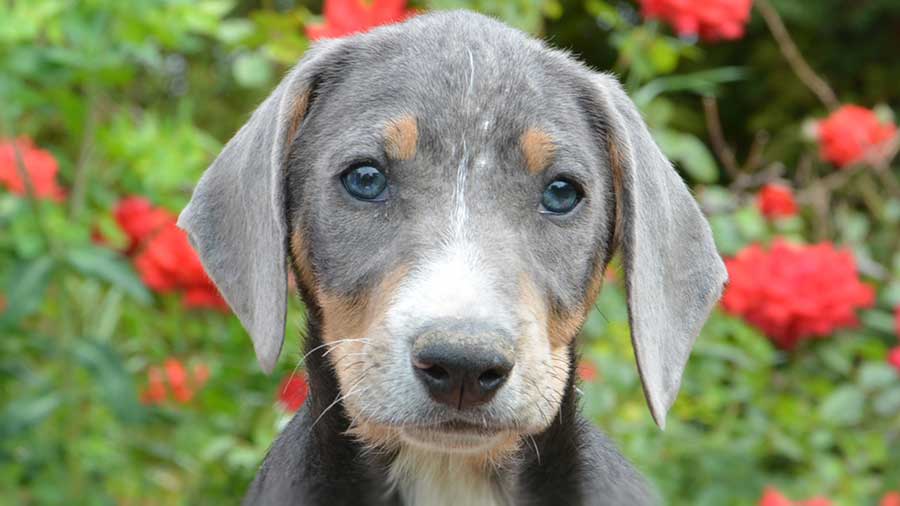 perro bebe Sabueso de Transilvania