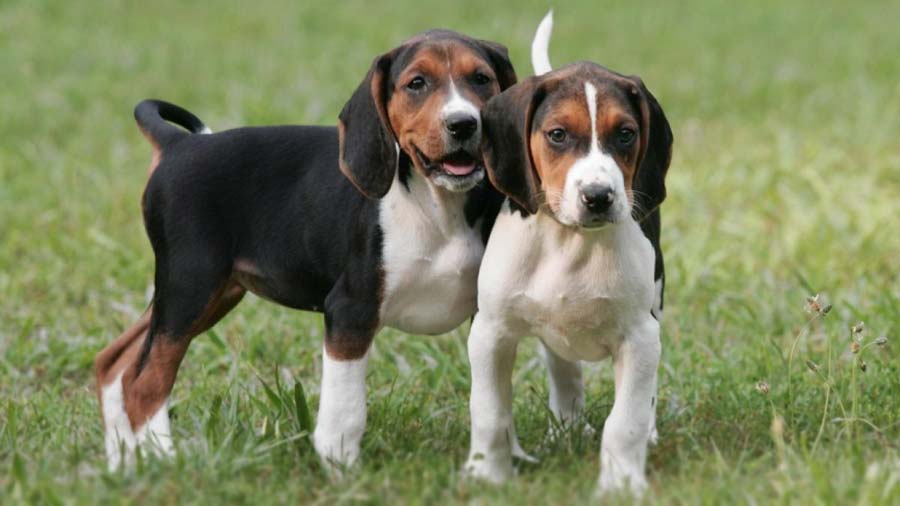 perro bebe Coonhound Caminante de árboles