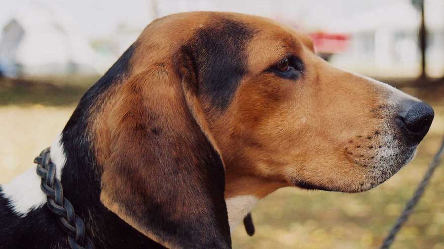 Coonhound Caminante de árboles cachorro