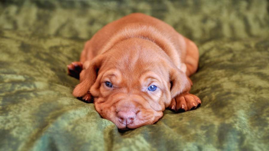 perro bebe Vizsla