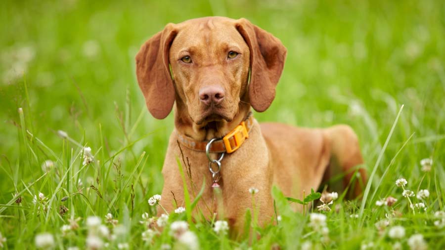 Vizsla cachorro