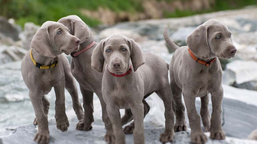 Weimaraner Bebe