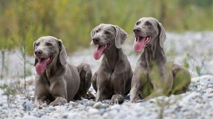 Weimaraner cachorro