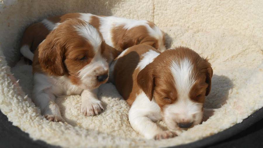 perro bebe Springer Spaniel Galés