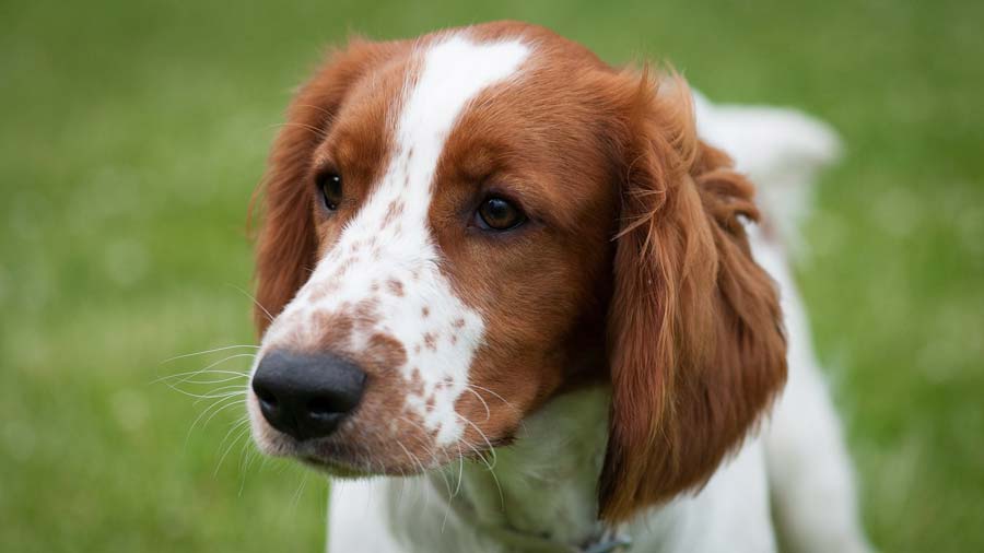 Springer Spaniel Galés cachorro