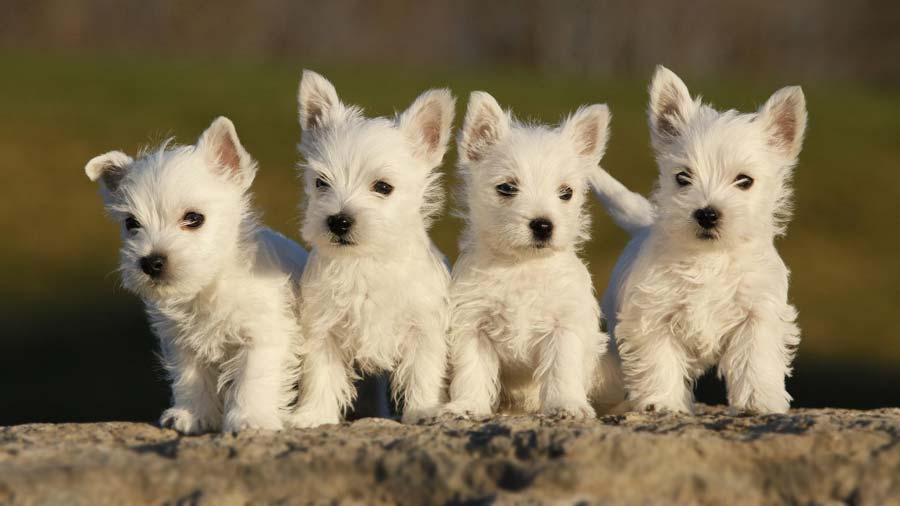 perro bebe Terrier Blanco de Montaña