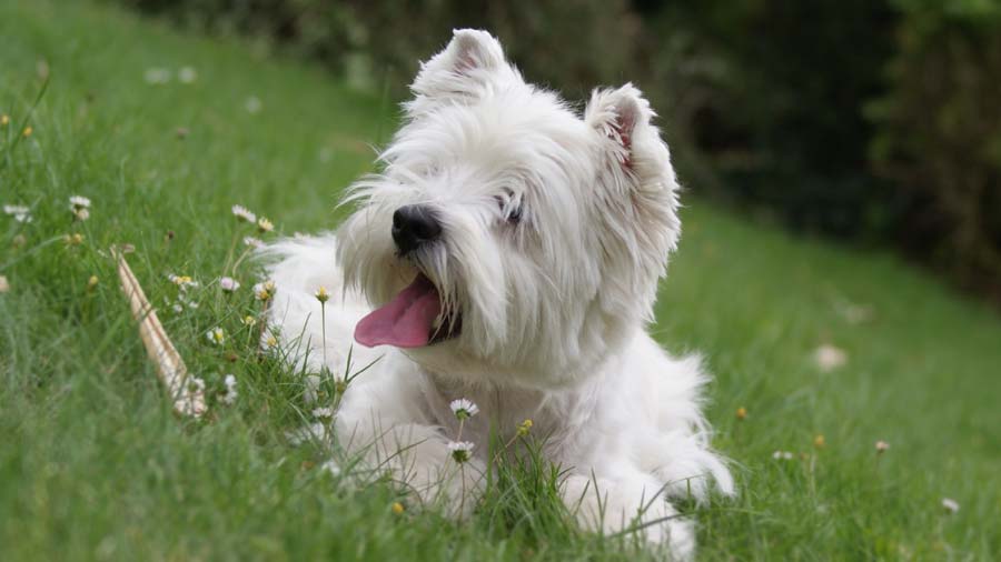 Terrier Blanco de Montaña cachorro