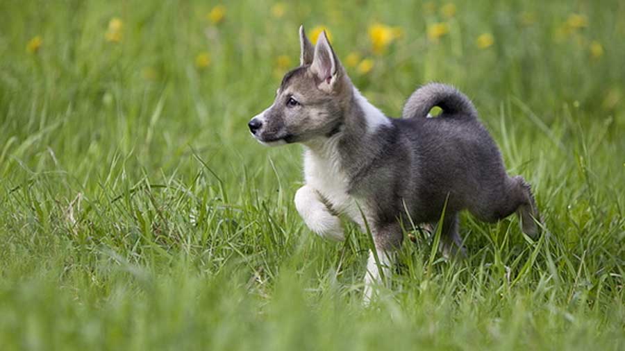 perro bebe Laika de Siberia Occidental