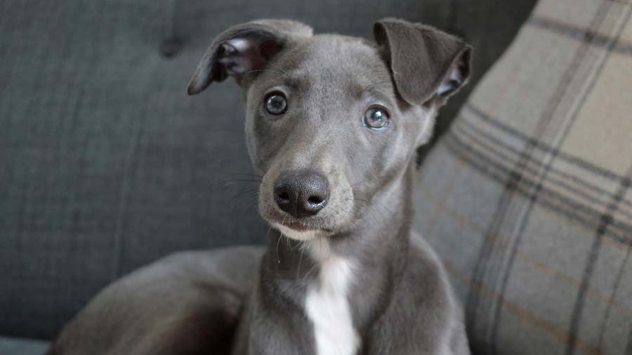 perro bebe Whippet