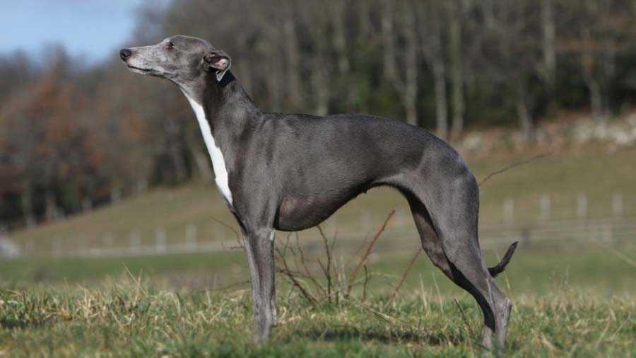 Whippet cachorro