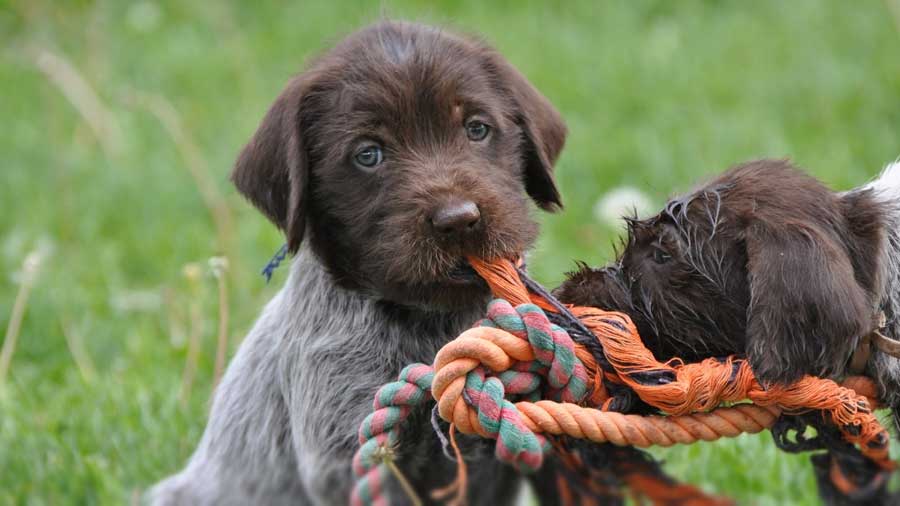 perro bebe Grifón Korthals