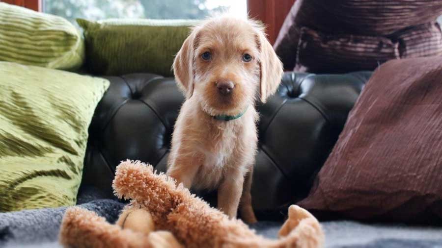 perro bebe Vizsla de Pelo Duro