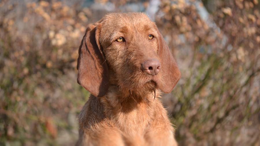 Vizsla de Pelo Duro cachorro