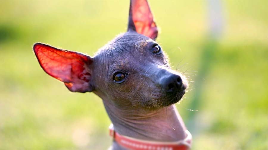 perro bebe Xoloitzcuintli