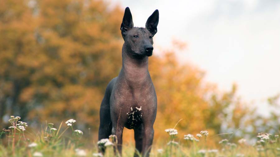 Xoloitzcuintli cachorro