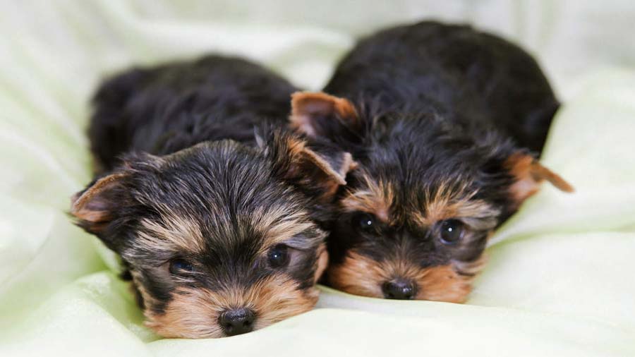 perro bebe Yorkshire Terrier