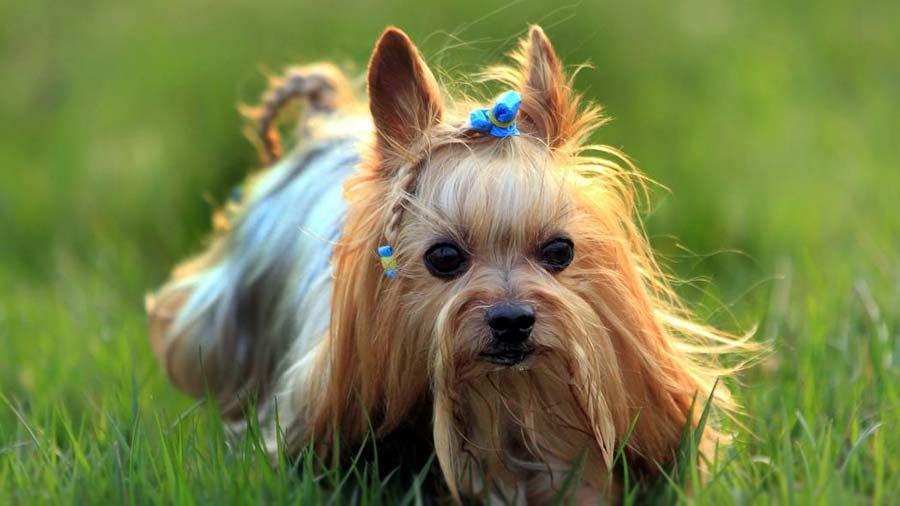 Yorkie cachorro